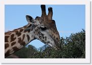 14SerengetiDayGameDrive - 018 * Masai Giraffe munching on an Acacia Tree.